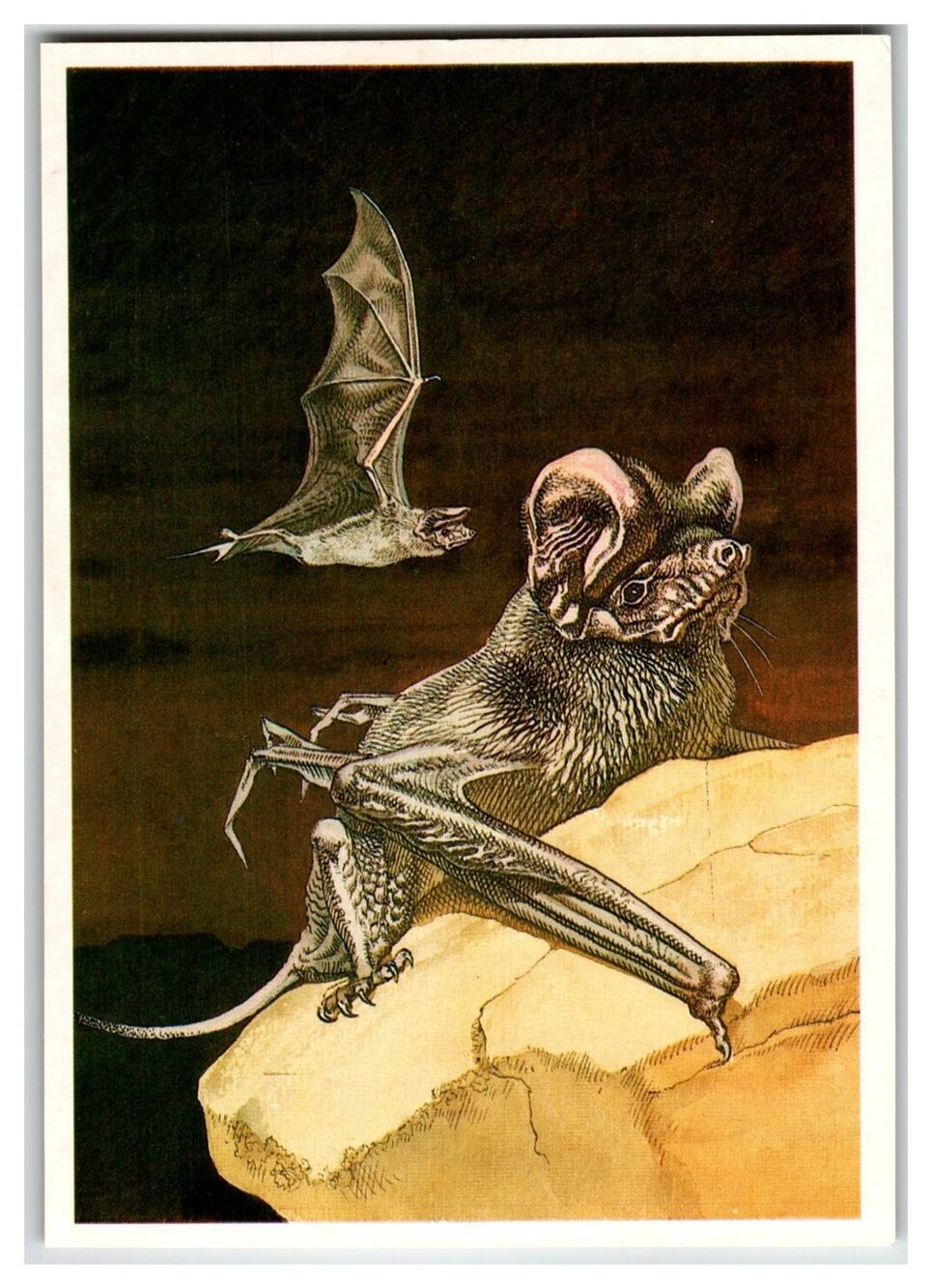 V. Gorbatov European Free-Tailed Bat Art Postcard USSR 1985 Wildlife